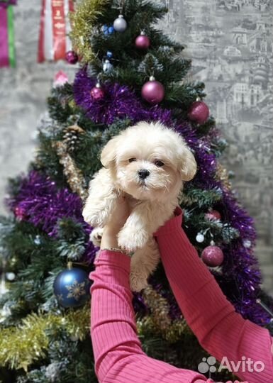 Maltipoo F1 мини мальчик