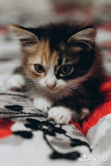 Кошка в дар