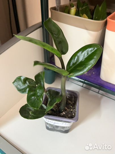 Замиокулькас Зензи