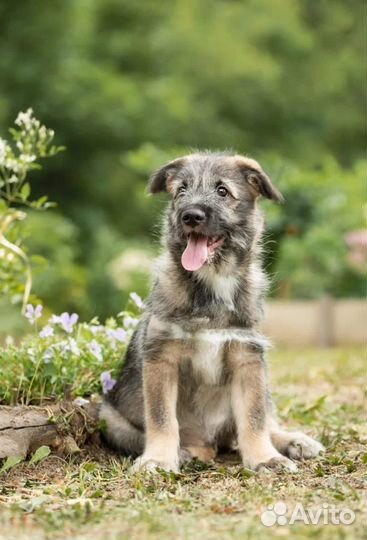 Красивые Щенки в добрые руки