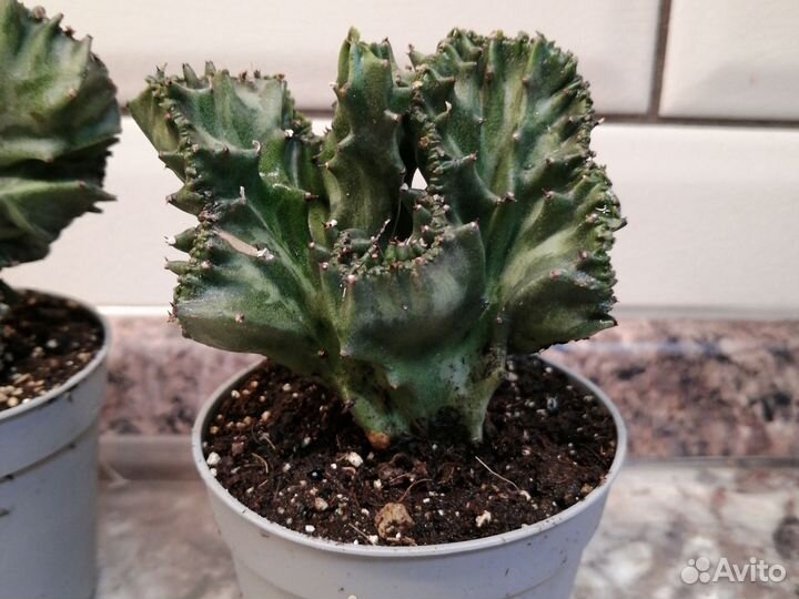 Эуфорбия лактея кристата