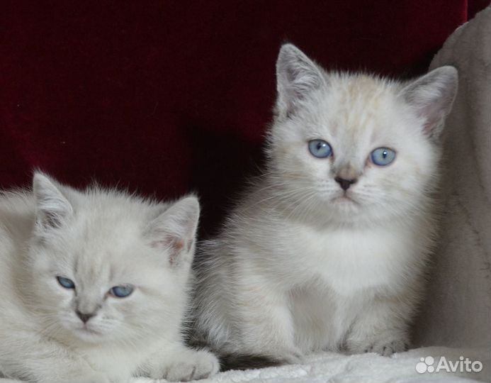 Шотландская колорная