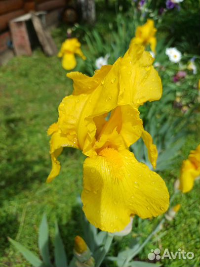 Ирисы бородатые