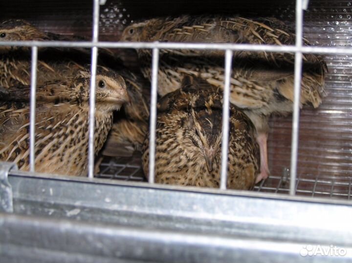 Продам перепелов