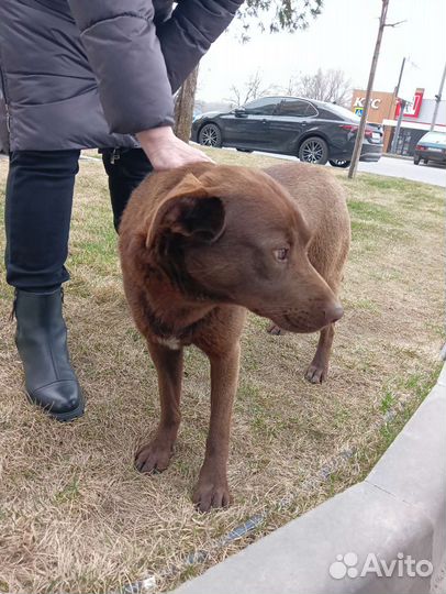 Шоколадный красавчик ищет дом