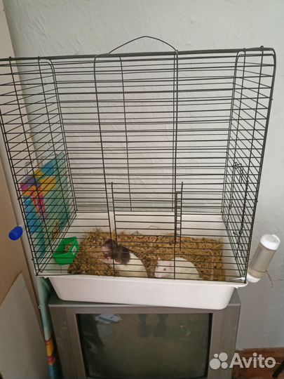 Крысы с клеткой