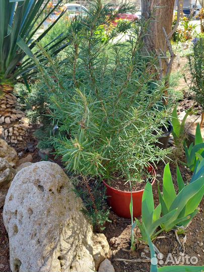 Розмарин,жимолость