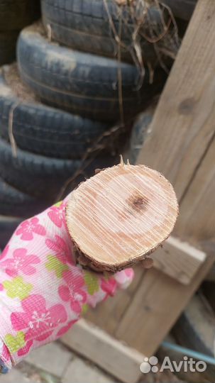 Стволы,слебы,спилы кизила