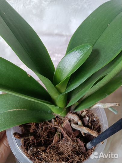 Орхидея попугай и др