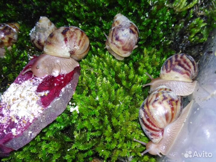 Улитки Ахатины