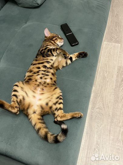 Бенгальские котята