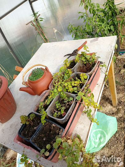 Вербейник монетчатый