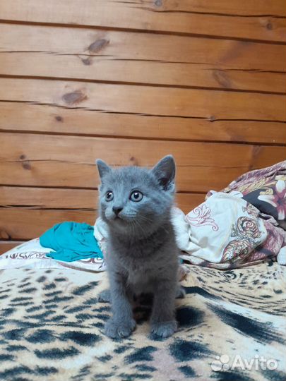 Британская