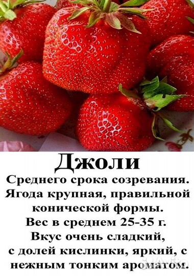 Рассада клубники