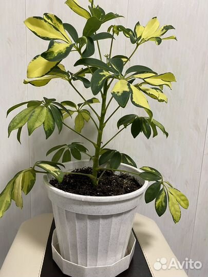 Пеларгония, шефлера