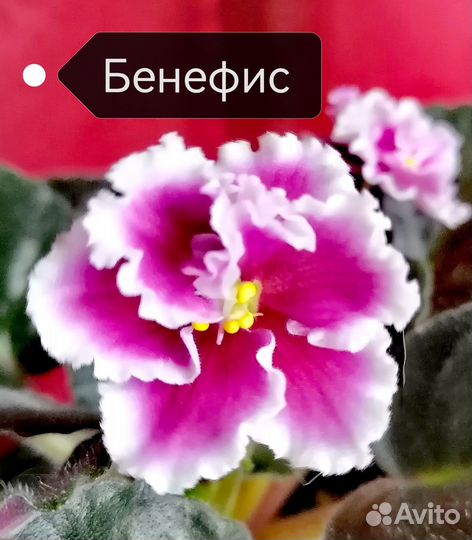 Фиалки сортовые