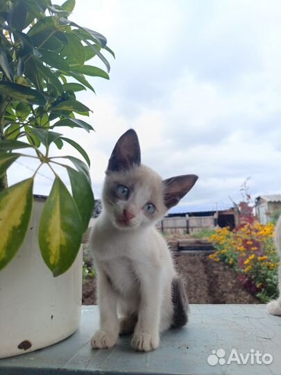 Котята от сиамской кошки