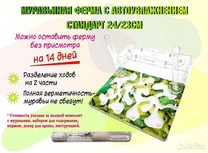Формикарий с муравьями. Муравьиная ферма