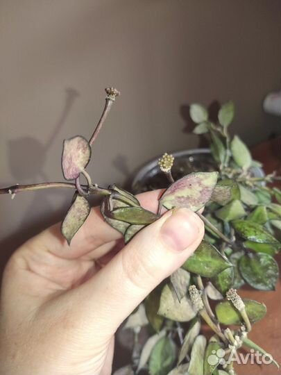 Хойя lacunosa black leaves