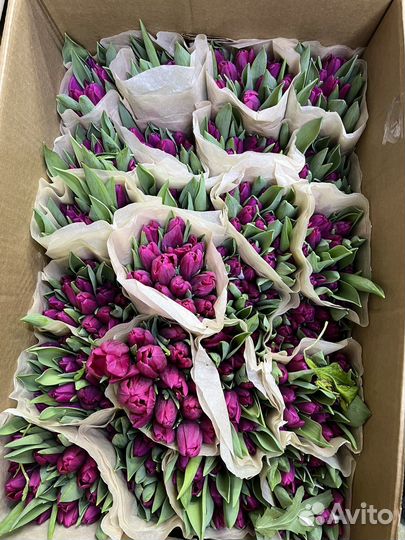 Тюльпаны к 8 марта оптом