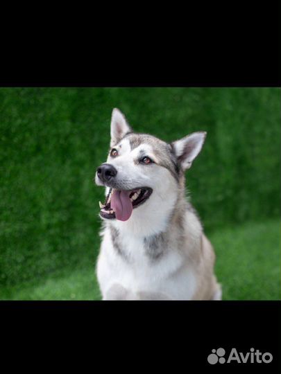 Шикарный барон ищет дом. Сибирский хаски метис