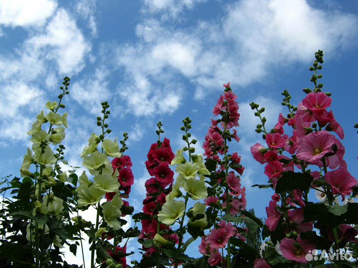 Мальва микс (Семена)