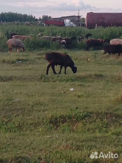 Овцы бараны