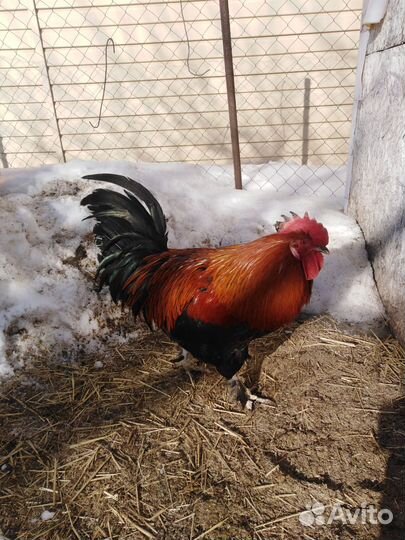 Петух маран черно медный