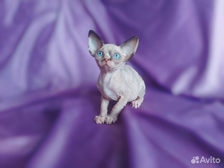 Канадский сфинкс. Котенок девочка