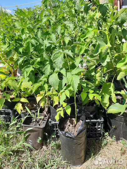Саженцы малины зкс