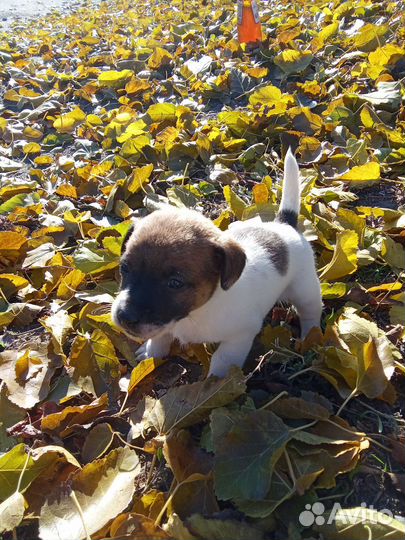 Щенки джек рассел терьер гладкошерстный