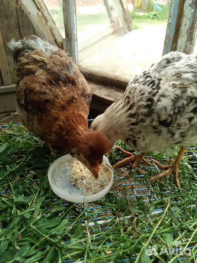 Цыплята Русская Хохлатая