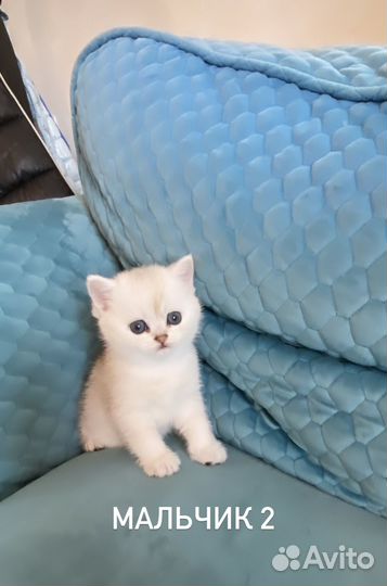 Котята шотландские прямоухие