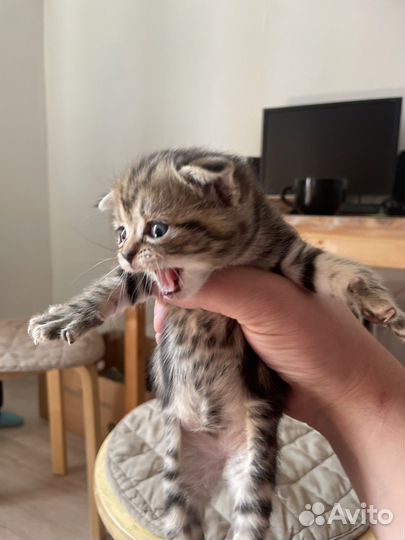 Вислоухие котята