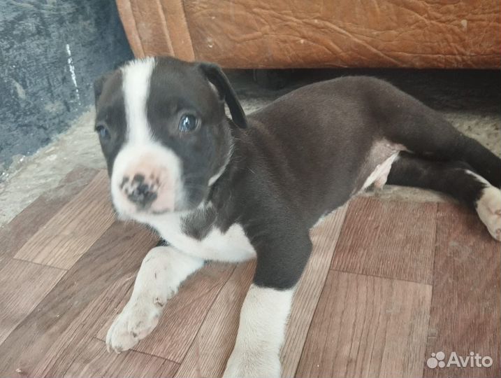 Щенки стафа