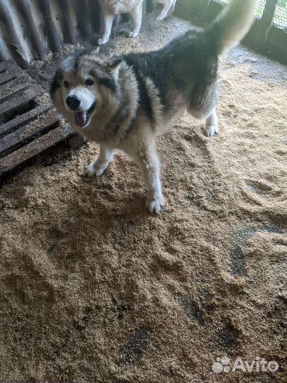 Собаки, Аляскинский маламут