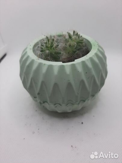 Цветы комнатные