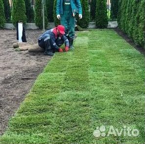 Газон от производителя