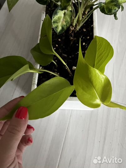 Сциндапсус неон