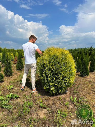 Туя даника с доставкой