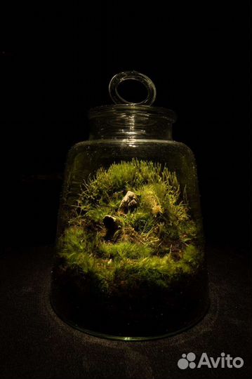 Флорариумы / мох / живые композиции