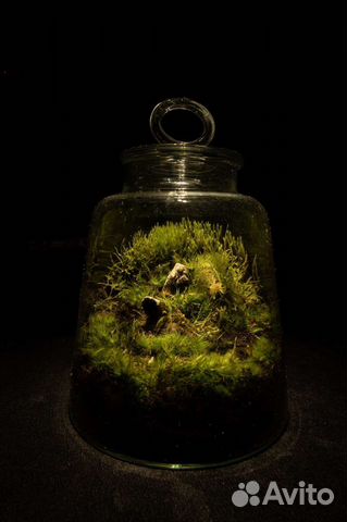 Флорариумы / мох / живые композиции
