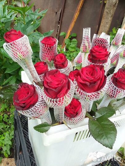 Свежие Розы срез