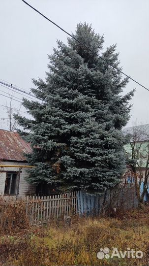 Ель голубая