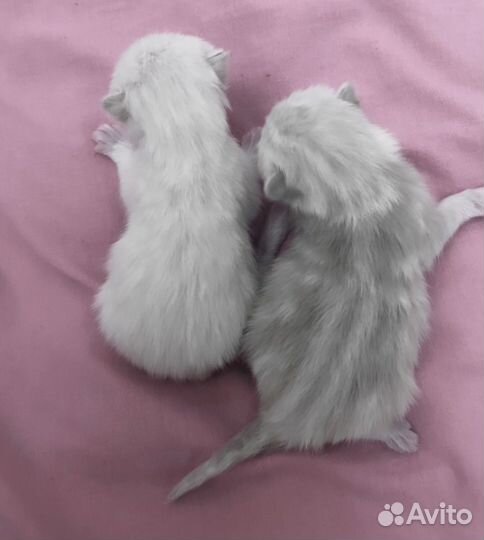 Шотландские котята