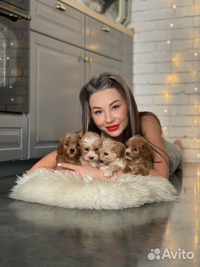 Щенки мальтипу