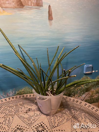 Сансевиерия сортовая