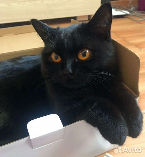 Кошка Багира