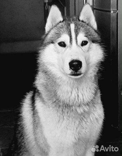 Сибирский хаски вязка