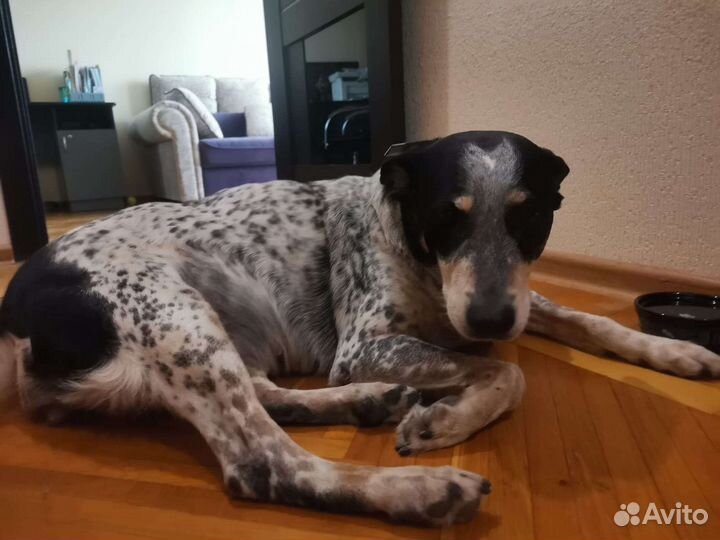 Собака девочка, Донна ищет дом